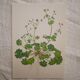 Planche botanique Géranium