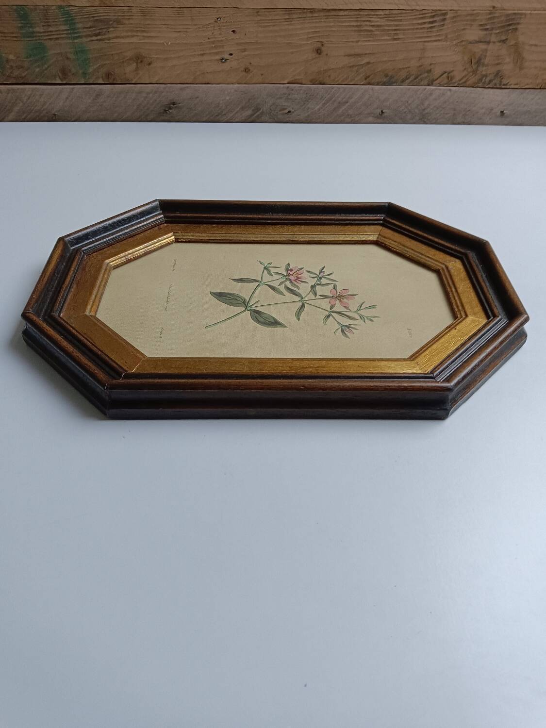 Old octagonal frame lithograph flower plant