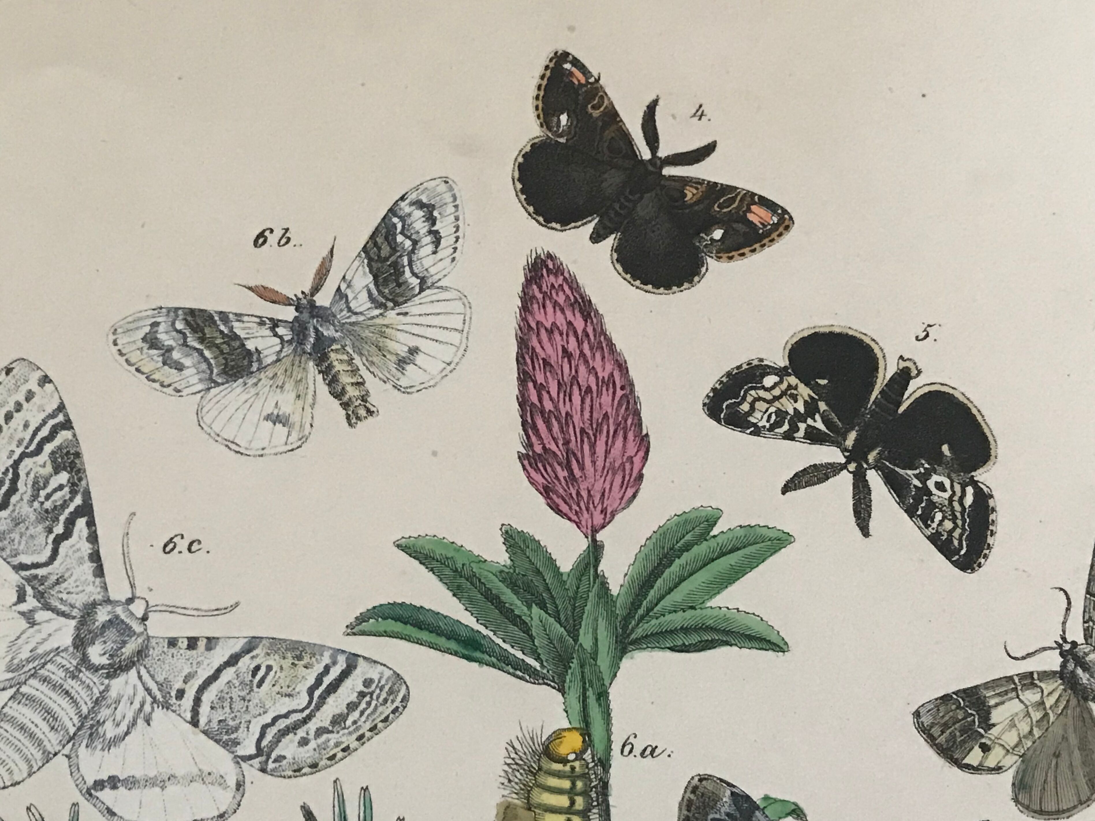 Flower and butterfly boards 1876