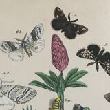 Flower and butterfly boards 1876