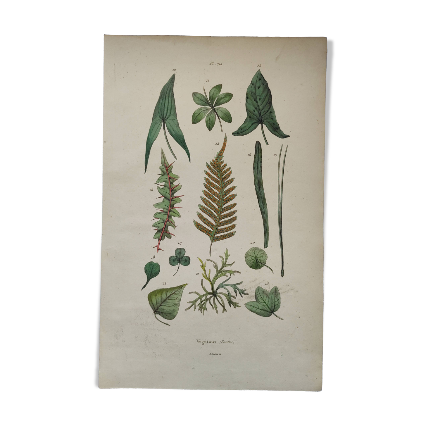 Botanical plate - plant leaves - Old hand-colored engraving from 1839