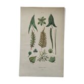 Planche botanique - feuilles de végétaux - Gravure ancienne de 1839  coloriée à la main