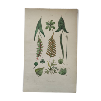 Botanical plate - plant leaves - Old hand-colored engraving from 1839