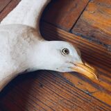 Old seagull to hang