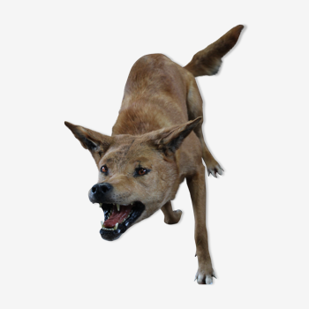 Taxidermie chien sauvage australien