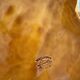 Large dish Vallauris Lunetta horse chestnut leaf