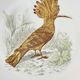 Service Bernardaud Les oiseaux d’or