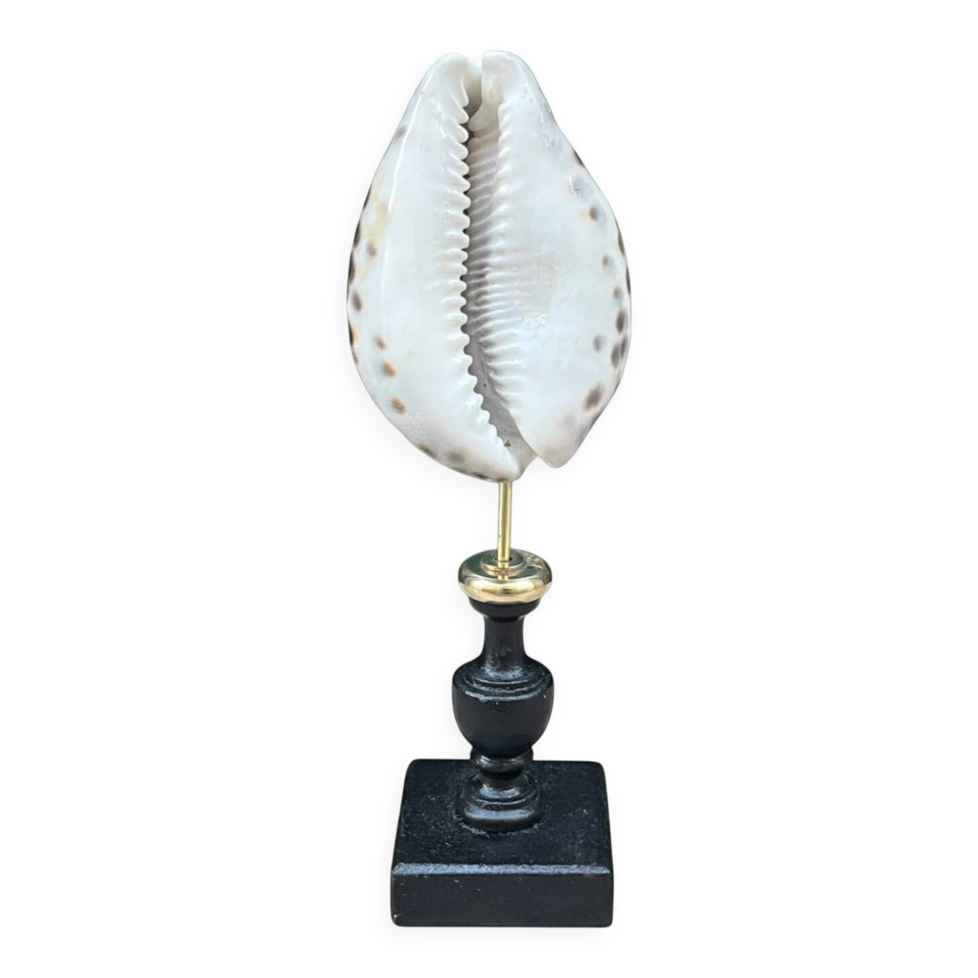 Tiger porcelain seashell on a wooden base, late 19th century