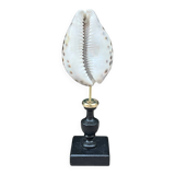 Tiger porcelain seashell on a wooden base, late 19th century