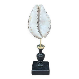 Tiger porcelain seashell on a wooden base, late 19th century