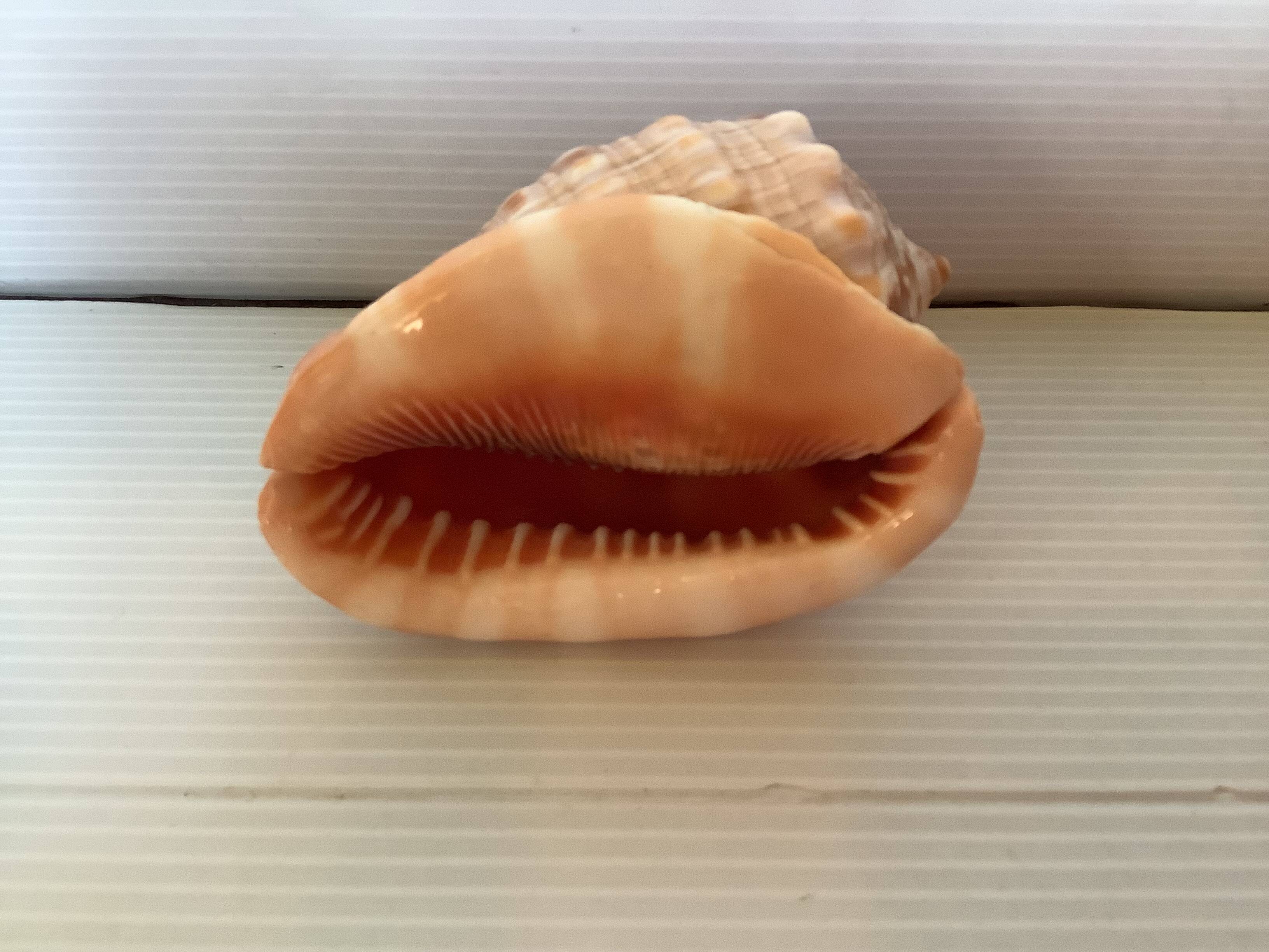 Mini shell cypraea cassis rufa