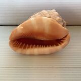 Mini shell cypraea cassis rufa