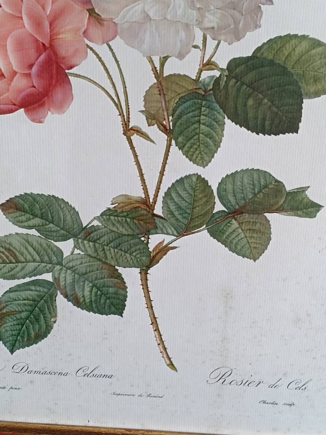 Botanical Rose Lithograph