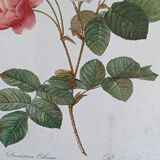 Botanical Rose Lithograph