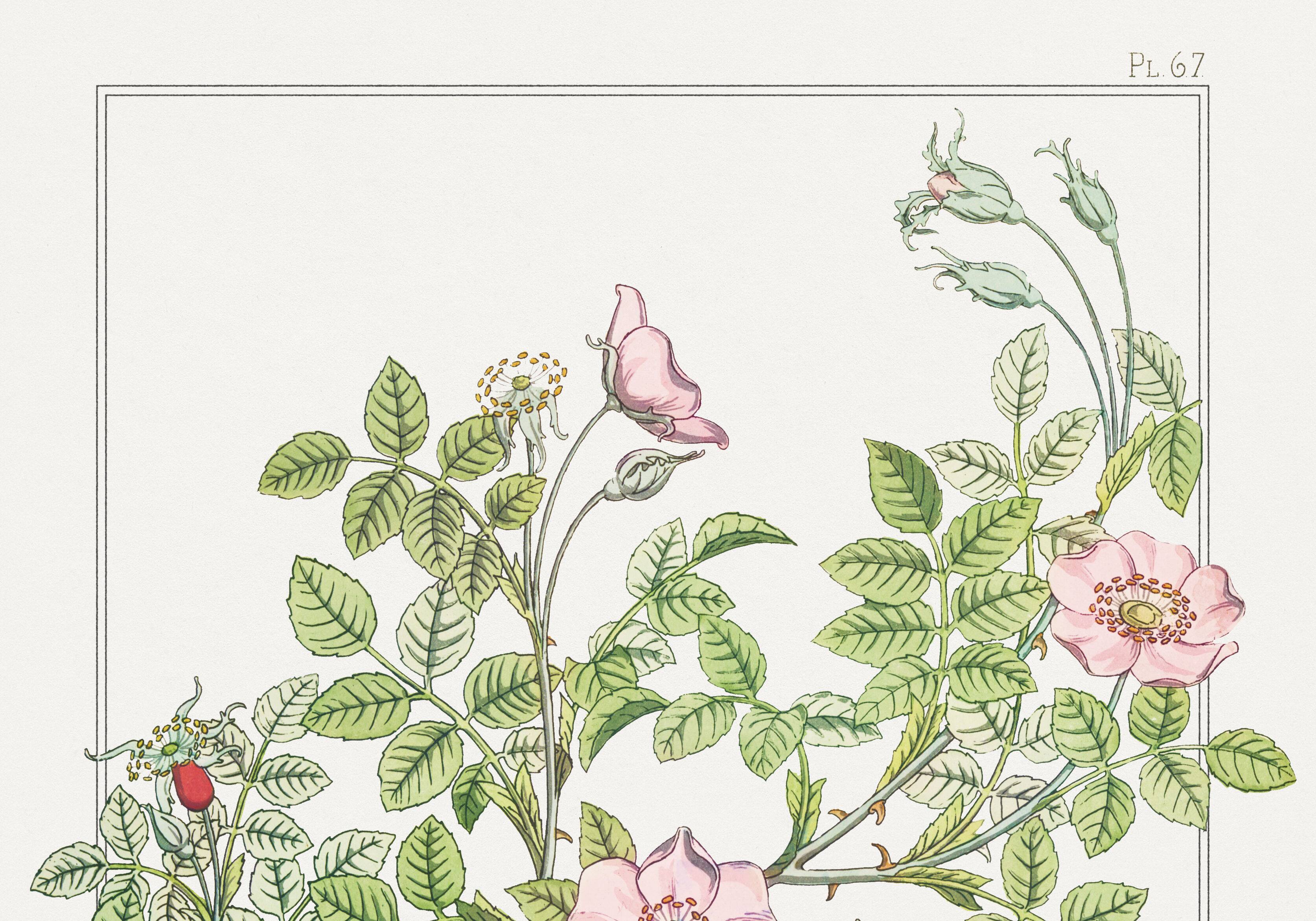 Poster “Rosehip”, after an Art Nouveau lithograph from 1897