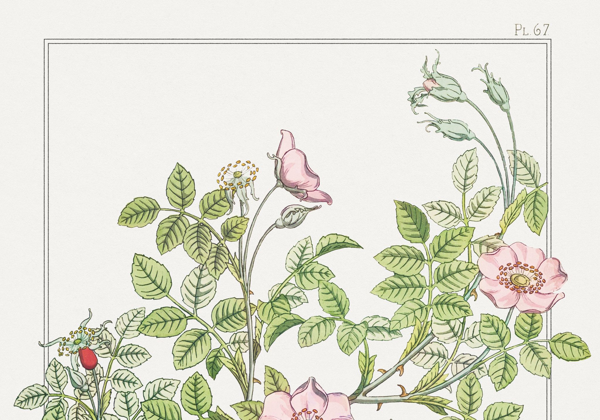 Poster “Rosehip”, after an Art Nouveau lithograph from 1897