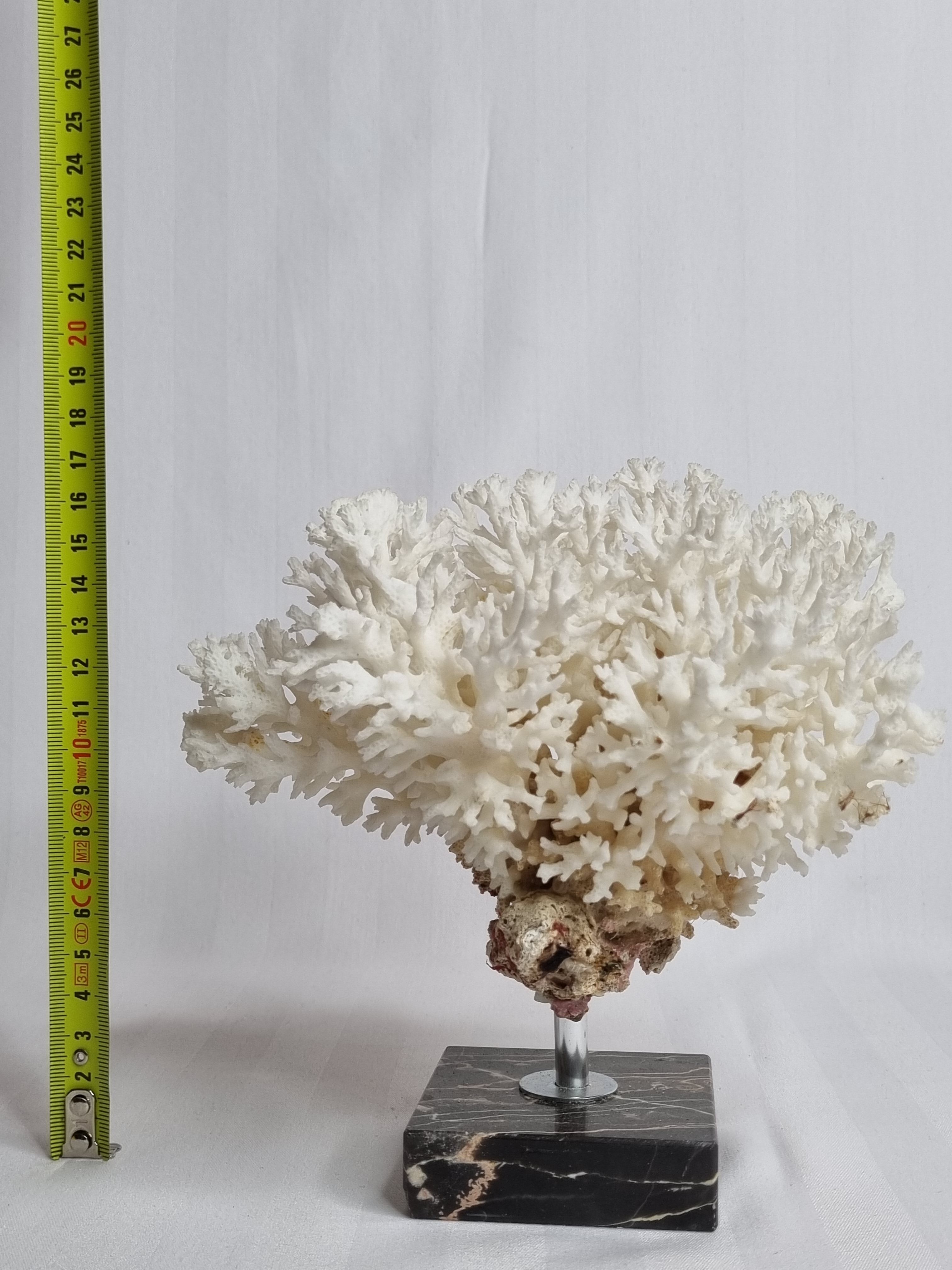 Ancient white coral on portor marble base