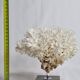 Ancient white coral on portor marble base