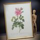 Frame lithograph rosier four seasons with variegated leaves