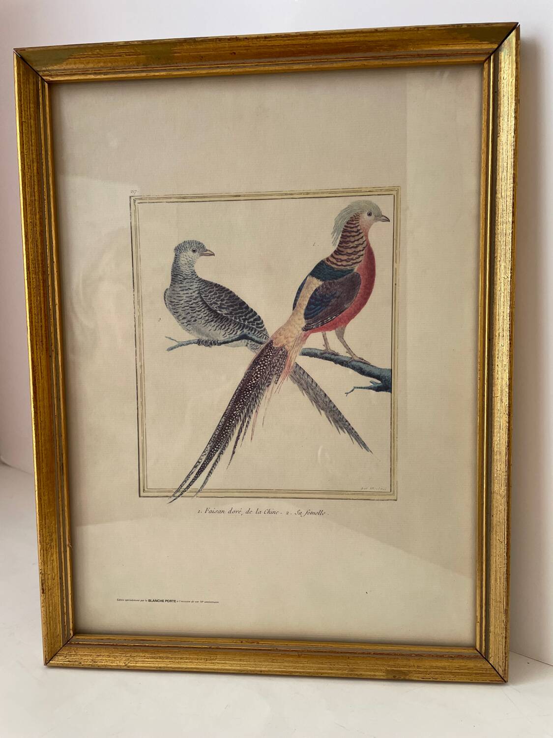 Zoological plate by François Martinet