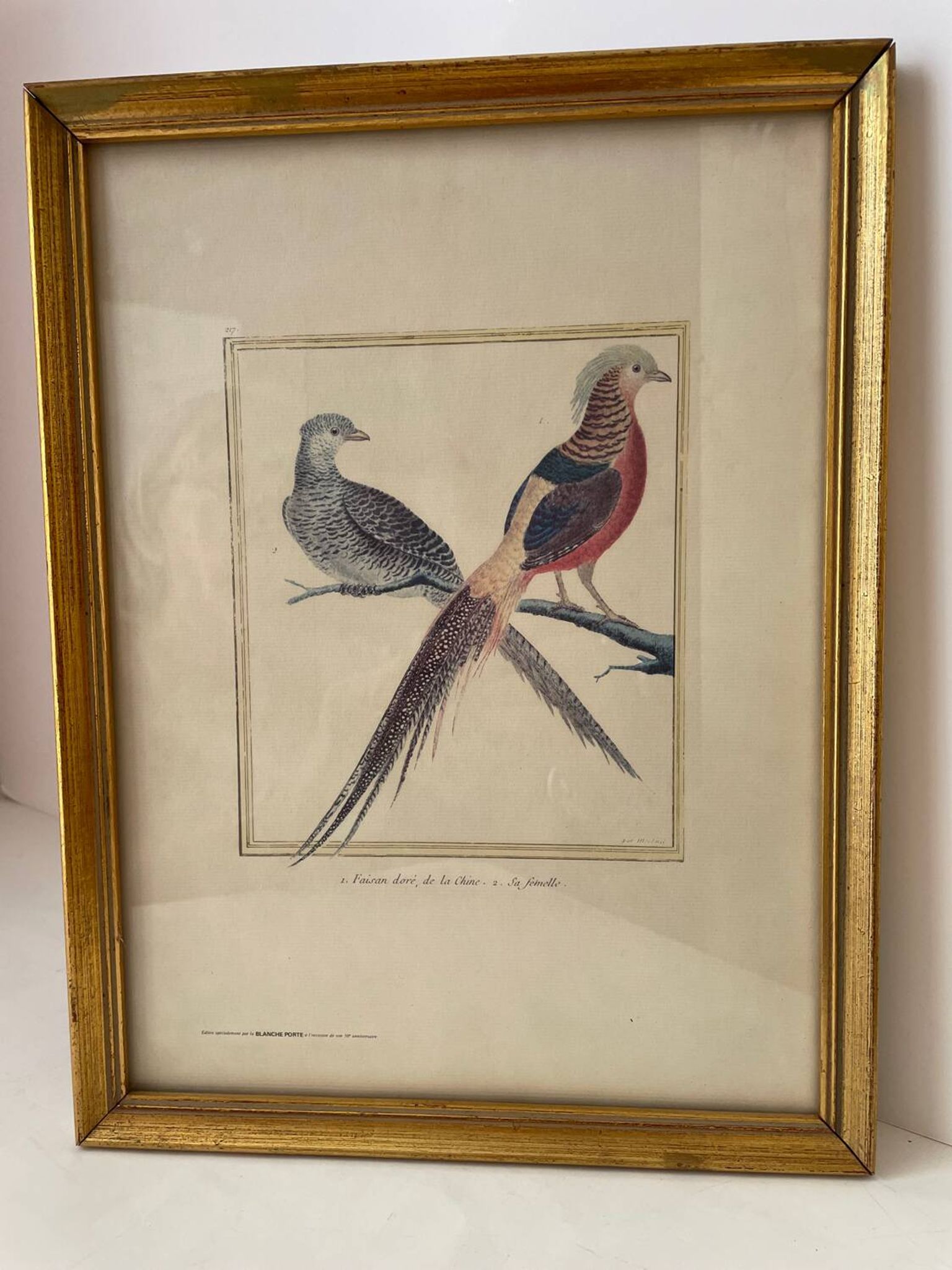Zoological plate François Martinet