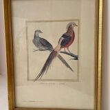 Zoological plate by François Martinet