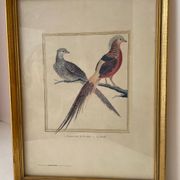 Zoological plate François Martinet