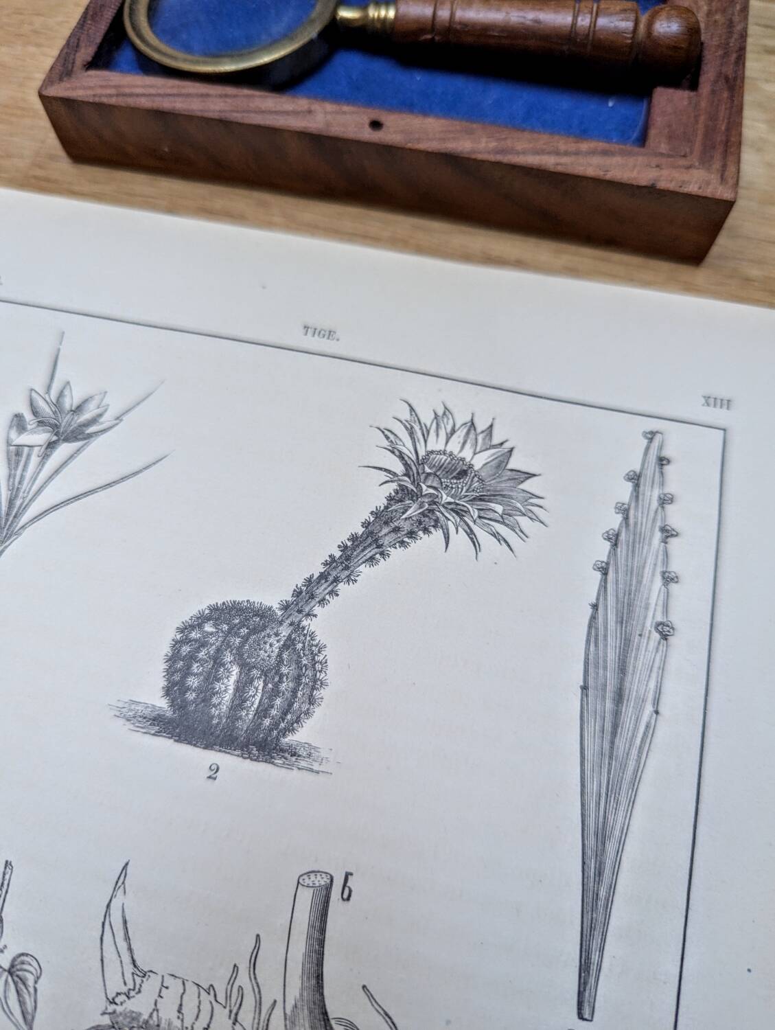 Vintage botanical plate printed in 1889, the stems.