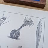 Planche botanique imprimée en 1889, les tiges