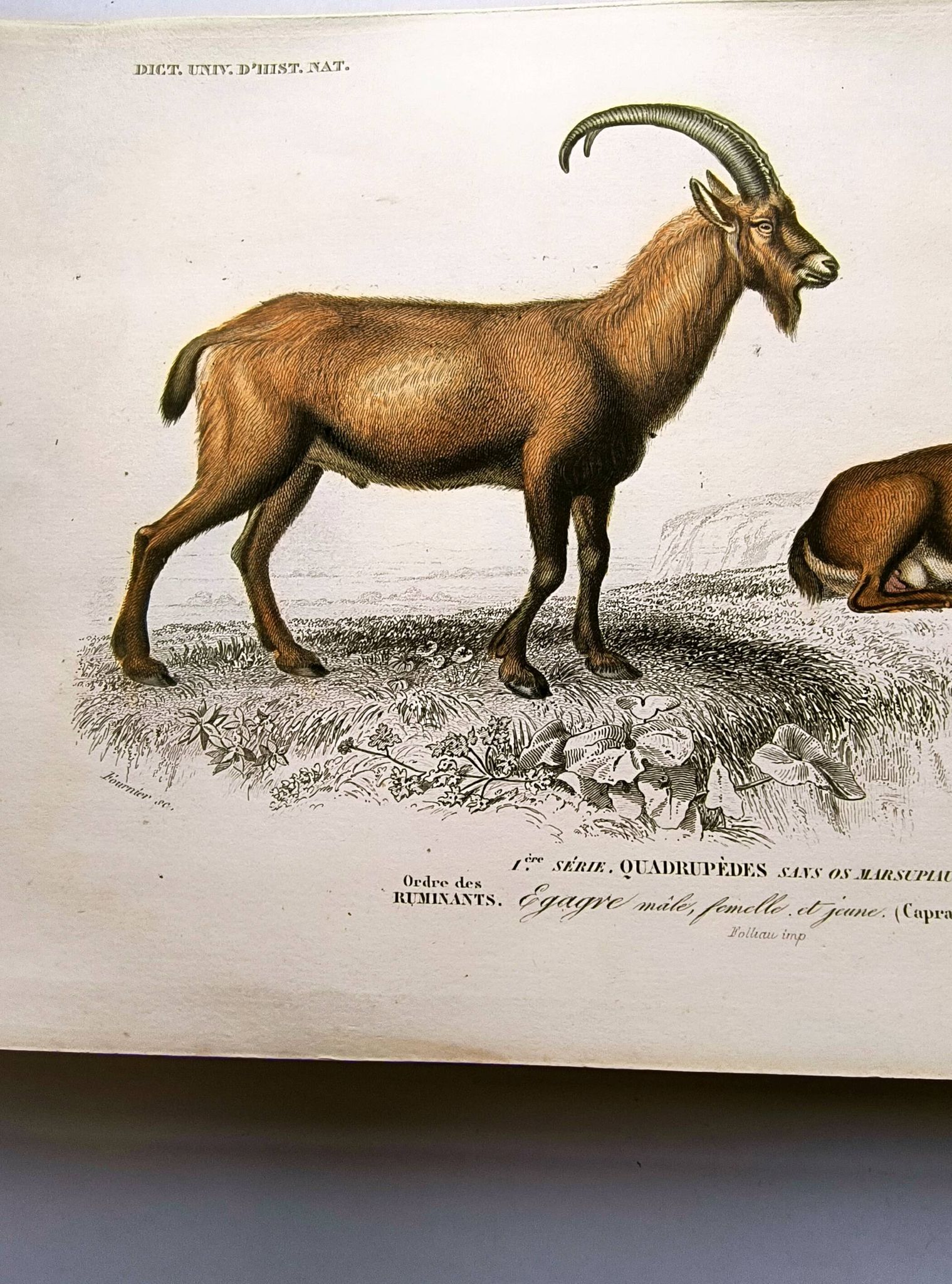 Old engraving from 1849. Egagre by E.Travies. Atlas of Orbigny. color