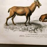 Old engraving from 1849. Egagre by E.Travies. Atlas of Orbigny. color