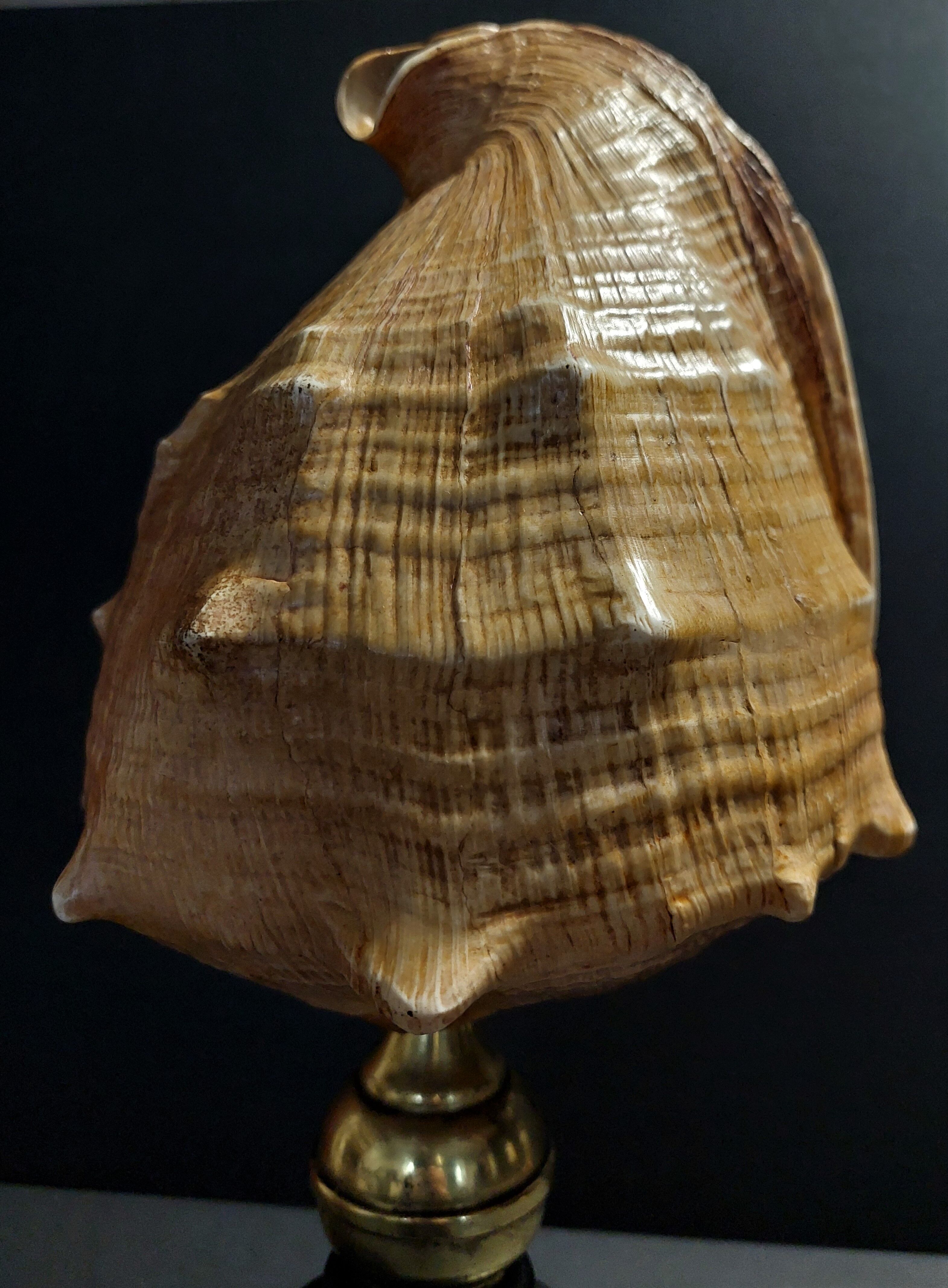 Cabinet of Curiosities shell blackcurrant cornuta on base