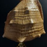 Cabinet of Curiosities shell blackcurrant cornuta on base