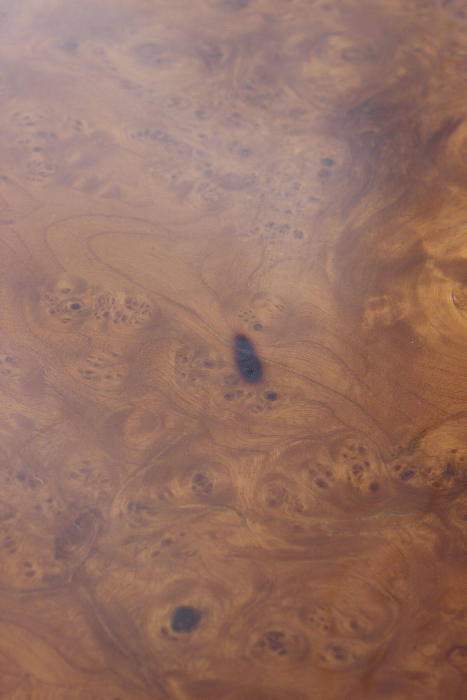 50s modernist coffee table in elm burl veneer