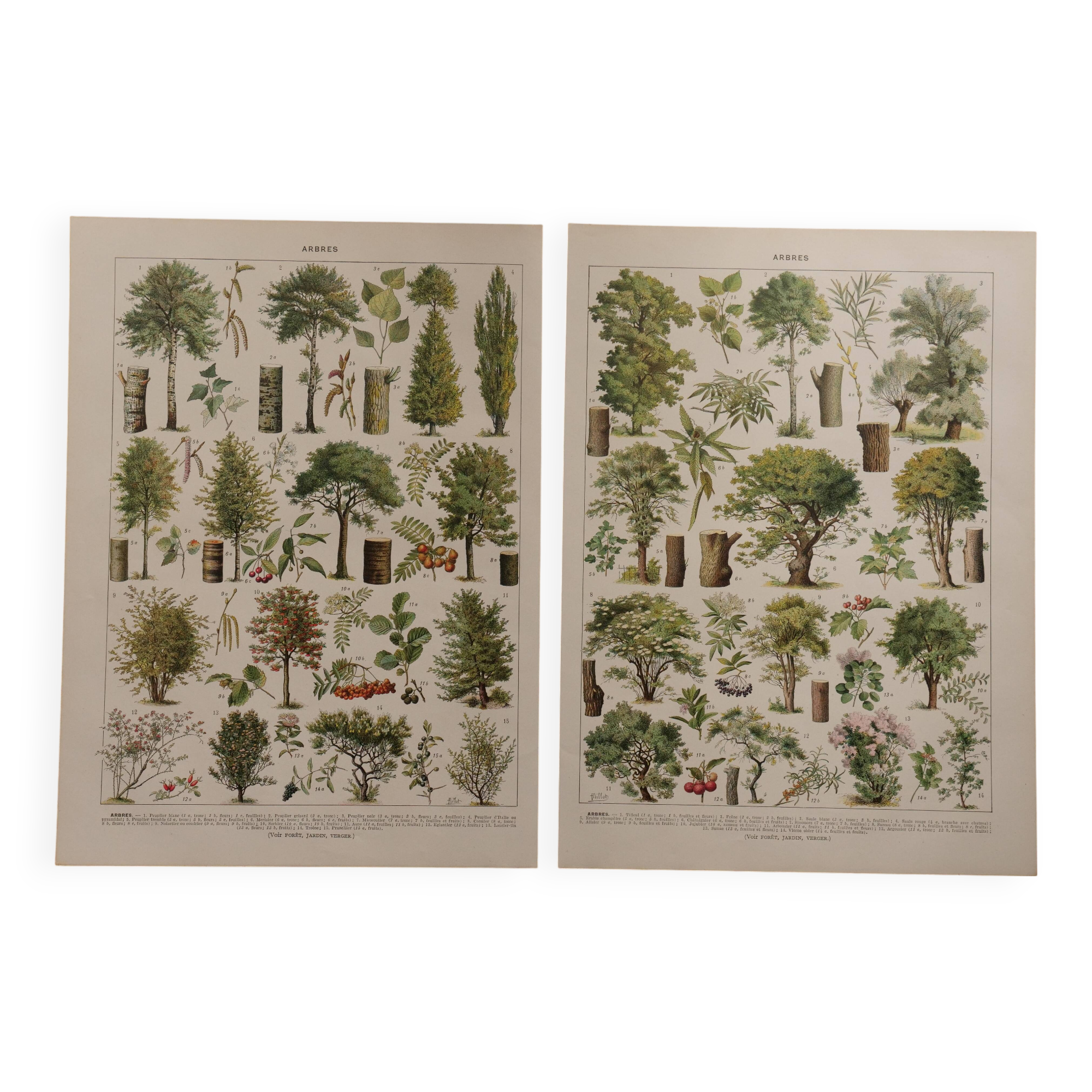 Set of 5 lithographs on trees, forest and orchard (reserved)