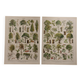 Lot de 5 lithographies sur les arbres, la forêt et le verger (reservé)