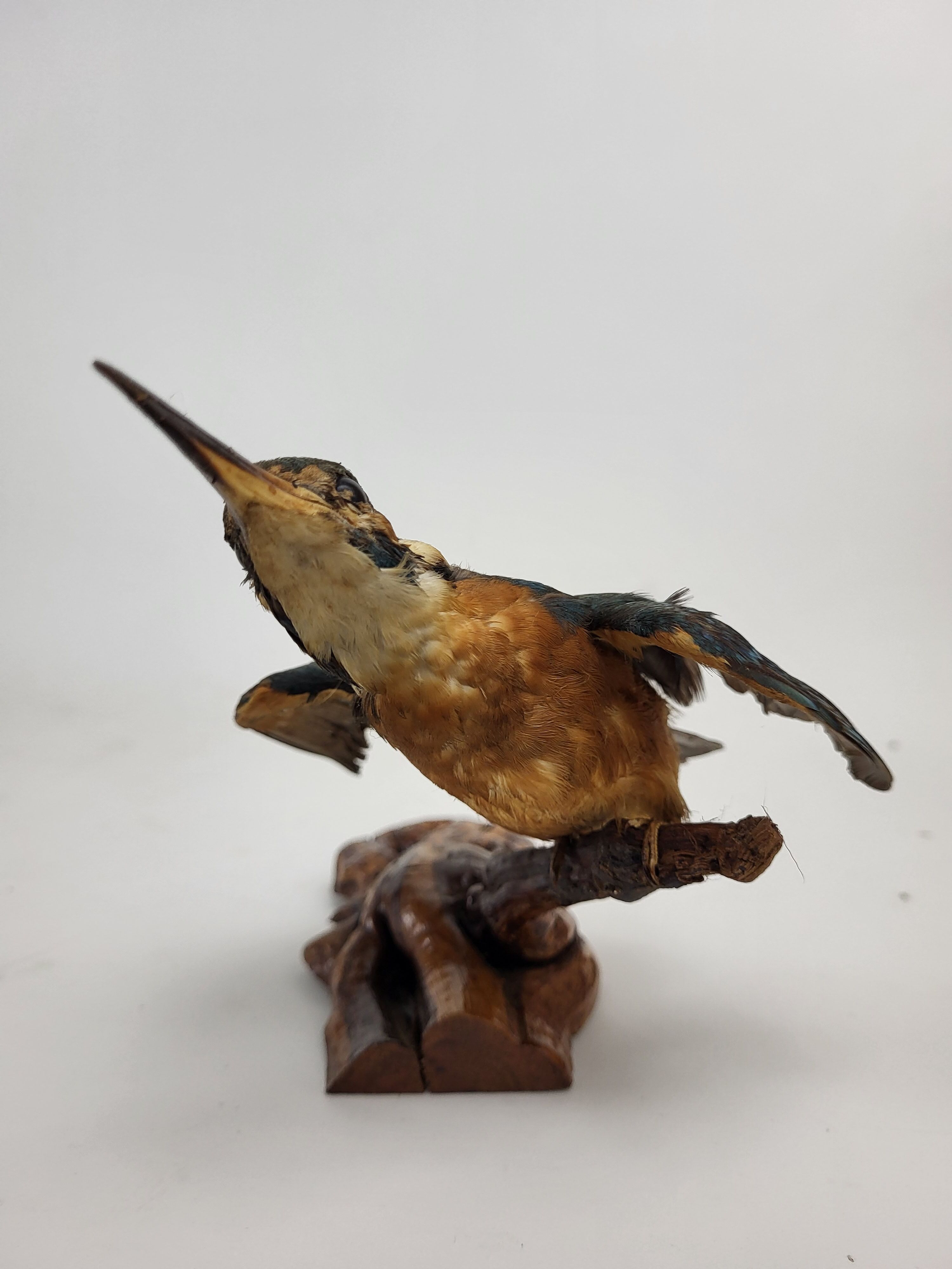 Stuffed and naturalized Kingbird Taxidermy