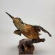 Stuffed and naturalized Kingbird Taxidermy