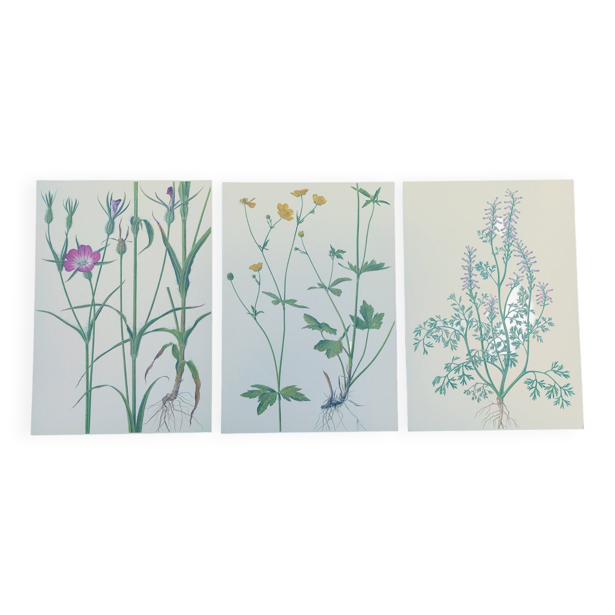 Lot of 3 vintage botanical plates from 1978 - including Githagorés - Illustration of wild flowers
