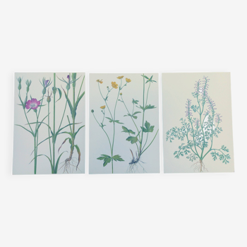 Lot of 3 vintage botanical plates from 1978 - including Githagorés - Illustration of wild flowers