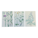 Lot of 3 vintage botanical plates from 1978 - including Githagorés - Illustration of wild flowers