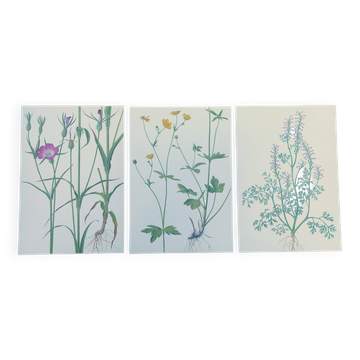 Lot de 3 planches botaniques vintage de 1978 - dont Githagorés - Illustration de fleurs sauvages