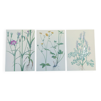 Lot de 3 planches botaniques vintage de 1978 - dont Githagorés - Illustration de fleurs sauvages