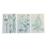 Lot de 3 planches botaniques vintage de 1978 - dont Githagorés - Illustration de fleurs sauvages