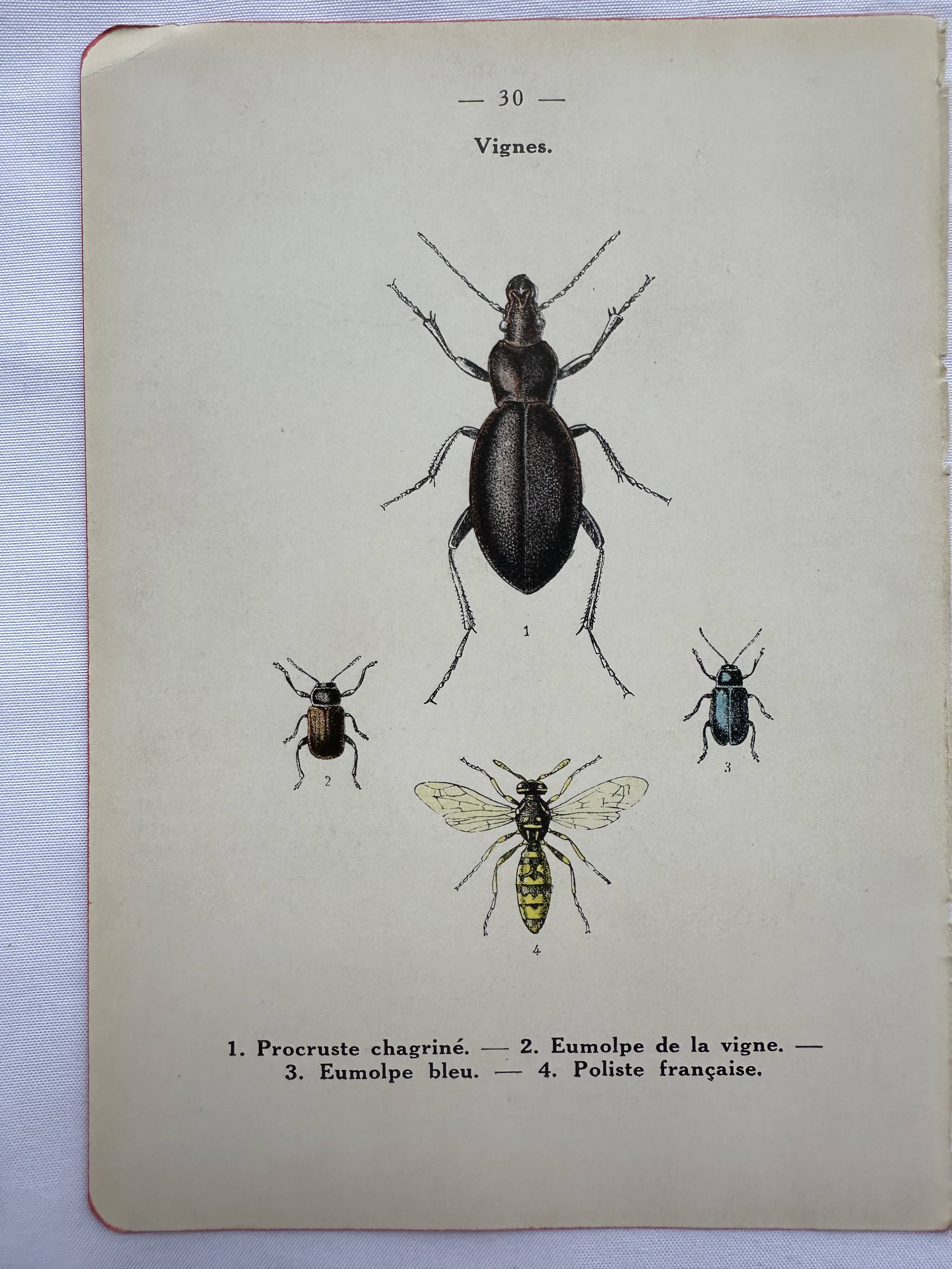 Old lithograph vintage insect