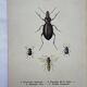 Old lithograph vintage insect