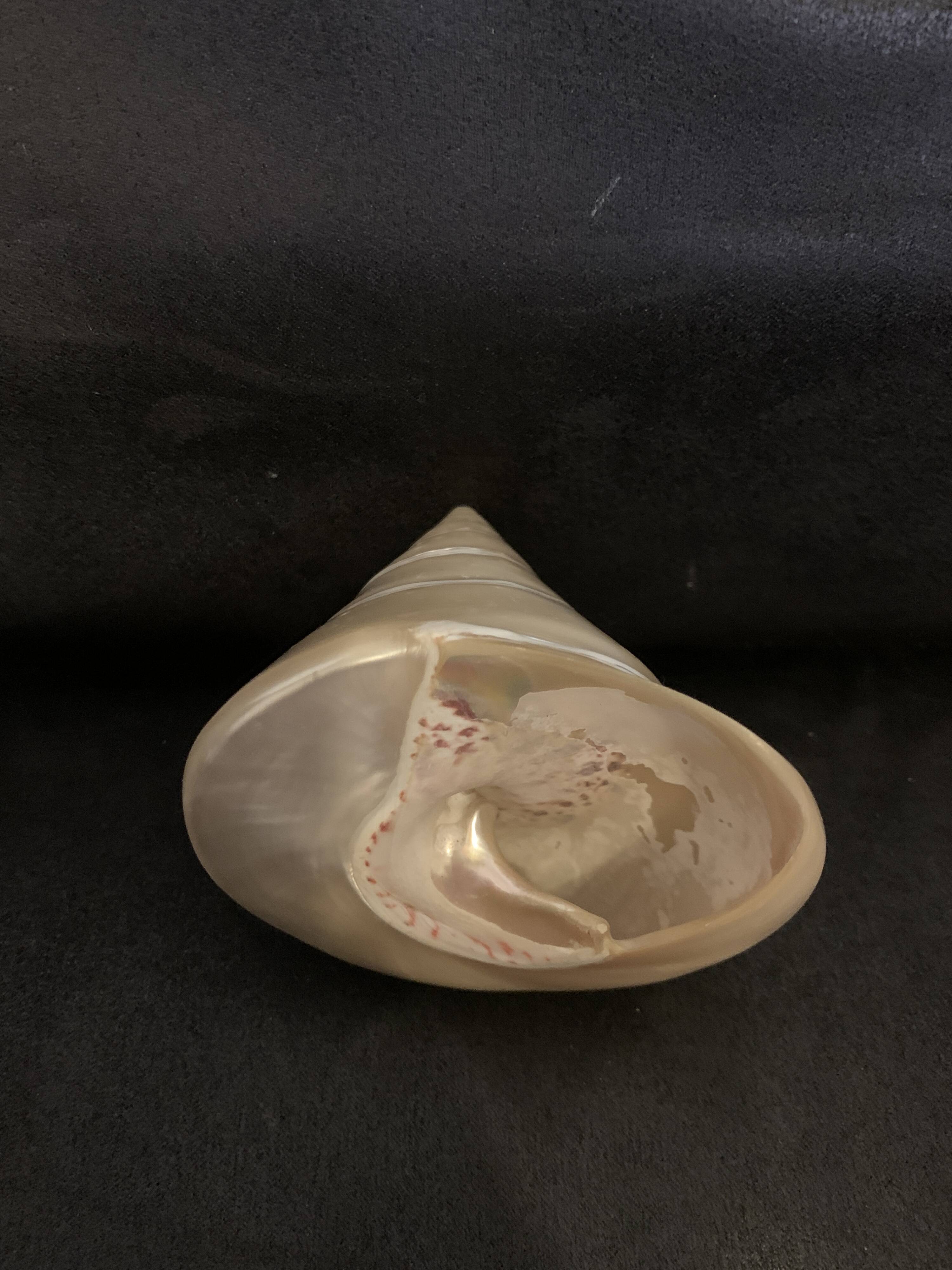 Troca shell decoration 8cm polished pearly Trocca Trochus decoration sea beach vintage old