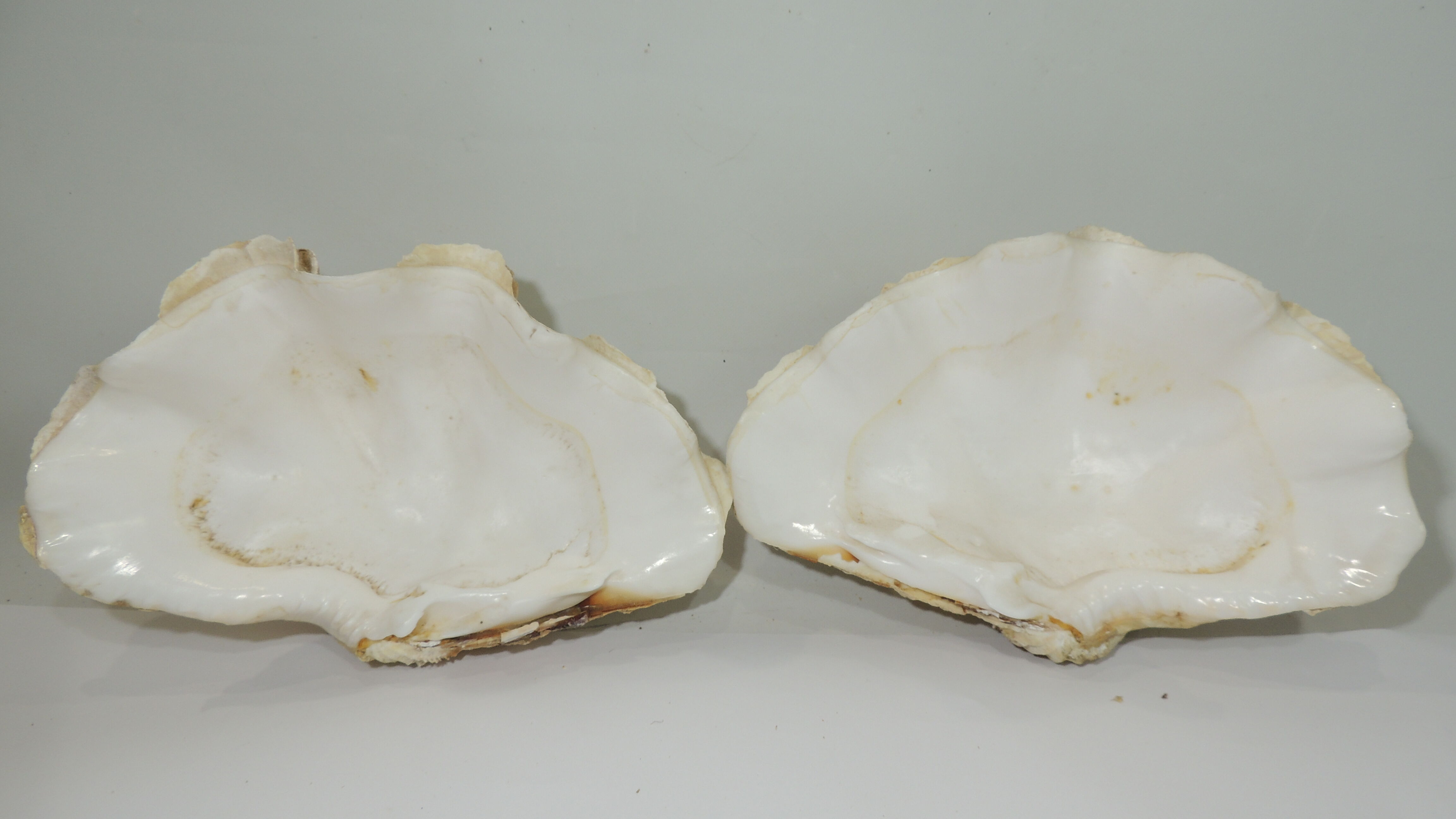 Clamshell geant/clam/Collectible shell/aquarium