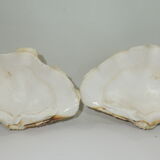 Clamshell geant/clam/Collectible shell/aquarium