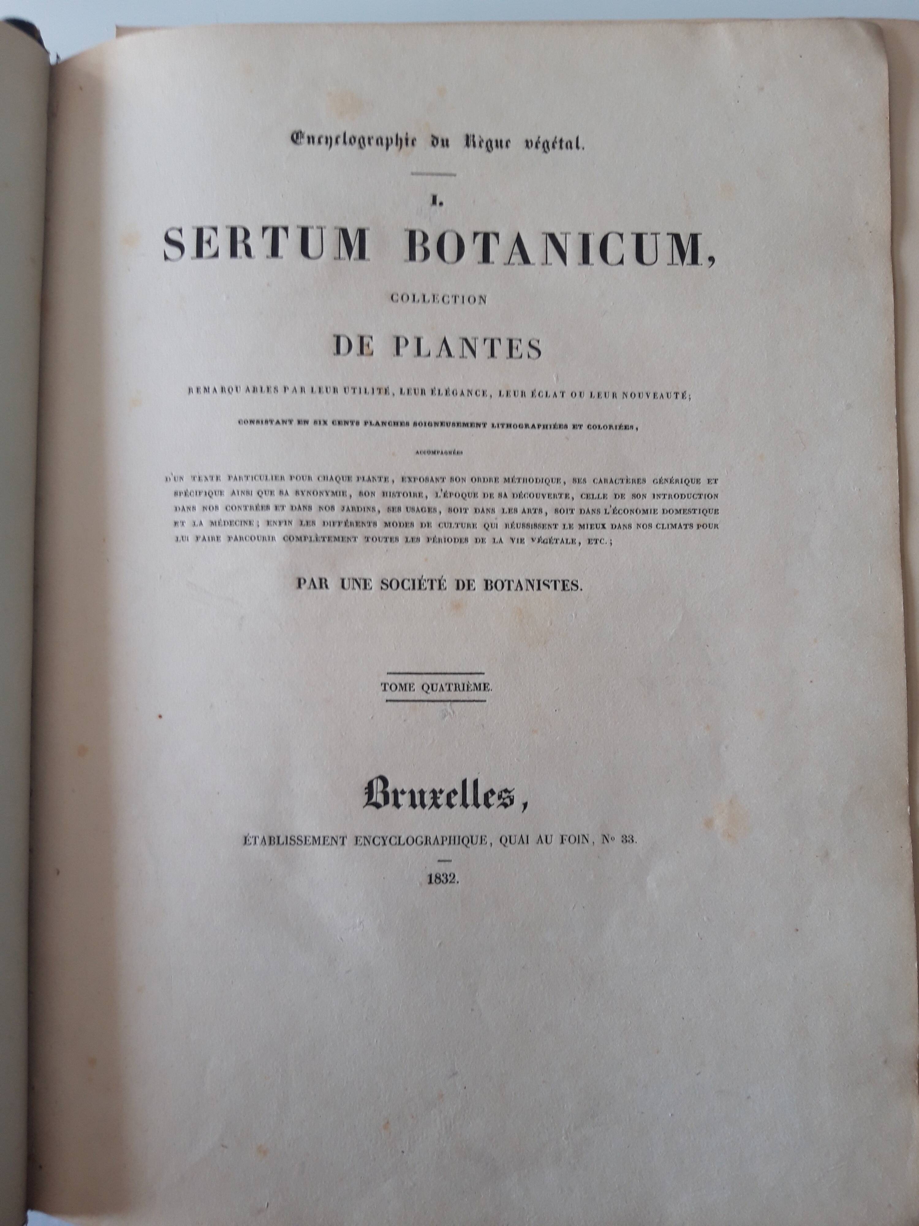 Botanical plank Pentapetes Erythroxylon, lithographed and colored, Sertum Botanicum 1832